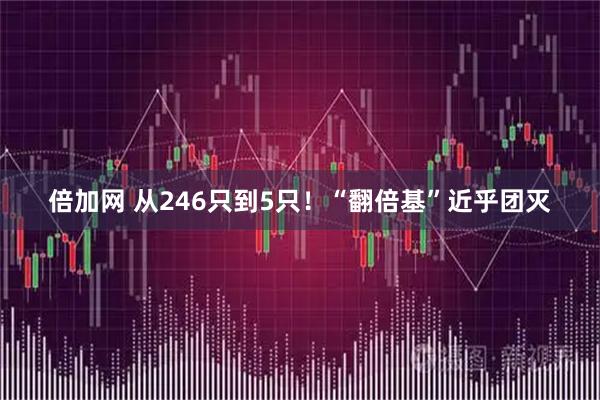 倍加网 从246只到5只！“翻倍基”近乎团灭